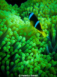 Anemone... by Federico Senesi 